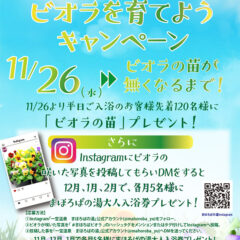 お風呂に入ってビオラを育てようキャンペーン