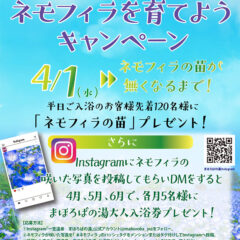 お風呂に入ってネモフィラを育てようキャンペーン